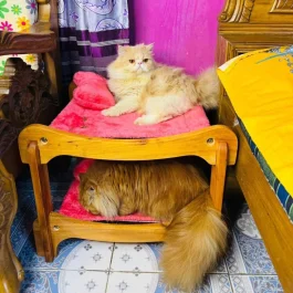 Cat Double Bunk Bed (CDB002-C2)